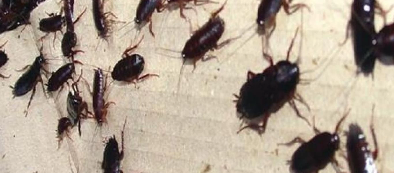 Ντροπιαστικές εικόνες: Εκατοντάδες κατσαρίδες στο υπόγειο του νοσοκομείου «Αλεξάνδρα» (βίντεο)